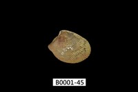 藏品(銀錦蛤)的圖片